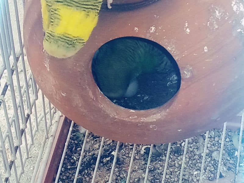 budgies for sale with cage 2