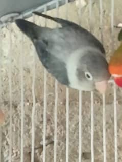 blue fischeri /white fisher/black euwing for sale 0