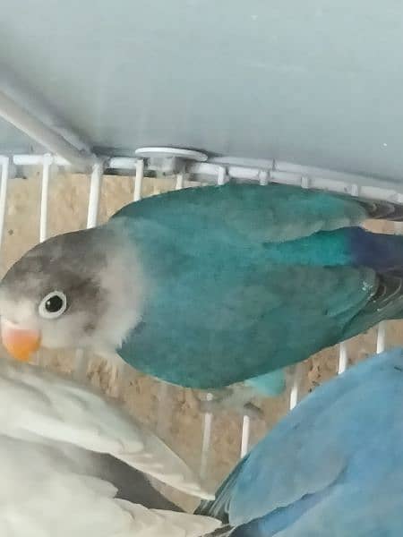 blue fischeri /white fisher/black euwing for sale 2