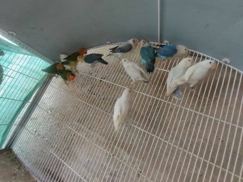 blue fischeri /white fisher/black euwing for sale 3