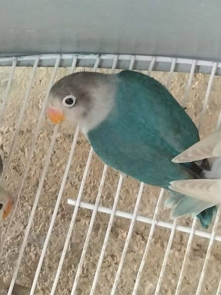 blue fischeri /white fisher/black euwing for sale 4