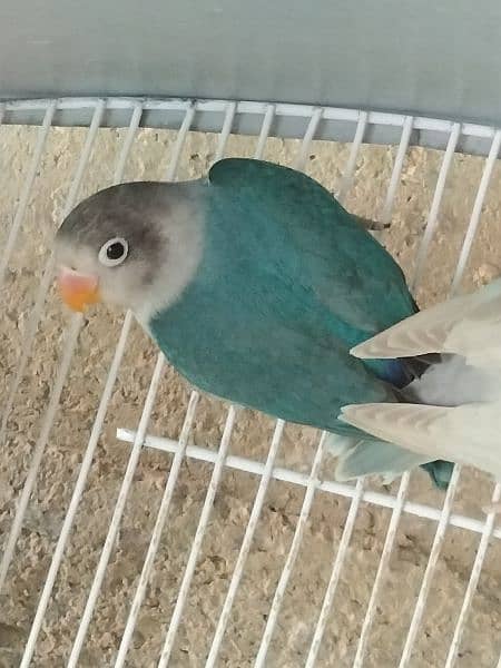blue fischeri /white fisher/black euwing for sale 5