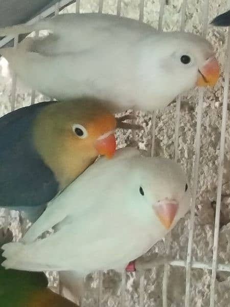blue fischeri /white fisher/black euwing for sale 6