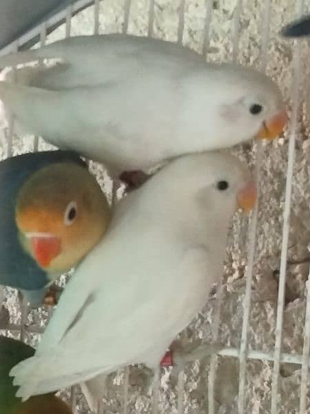 blue fischeri /white fisher/black euwing for sale 7
