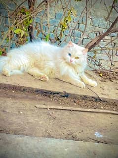 Persian female cat with odd eyes on heat