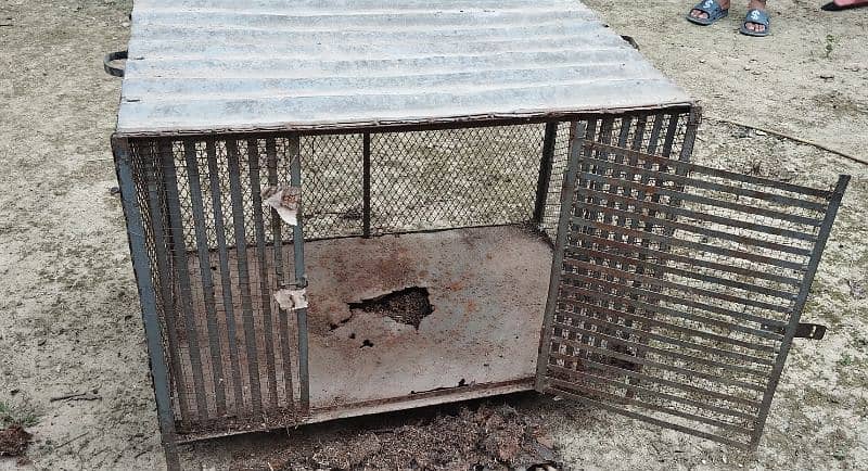 Hen Cage For Sale 1