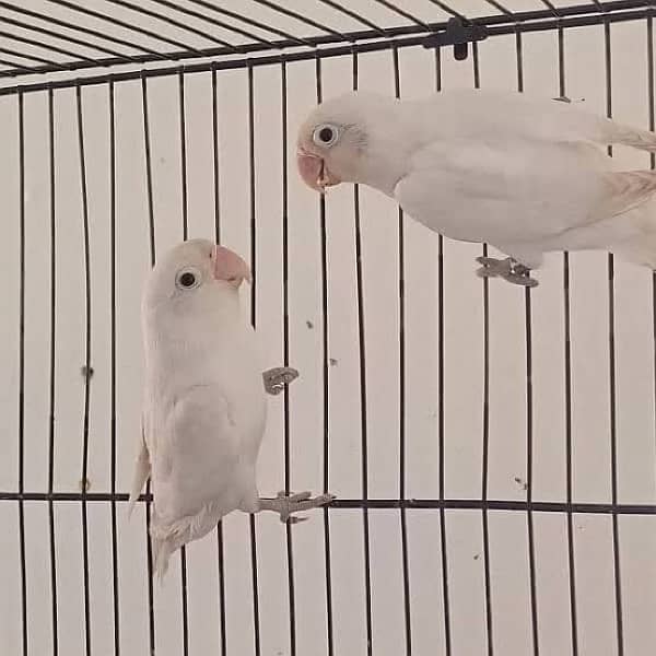 Albino Split Ino Breeder Pair 0