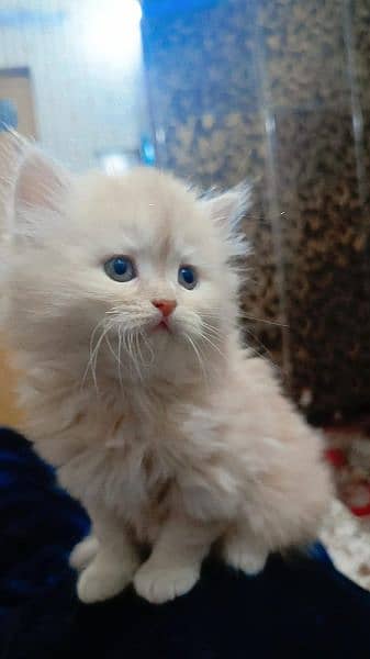 Persian Triple coated grey blue eyes fully active and vaccinated 1