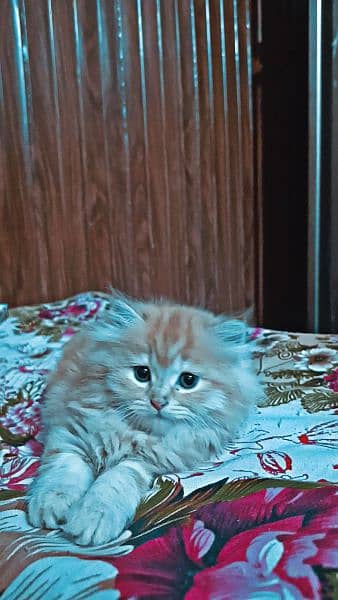 Persian Triple coated grey blue eyes fully active and vaccinated 4