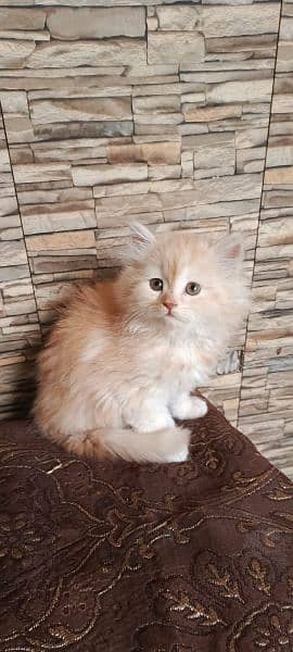 Persian Triple coated grey blue eyes fully active and vaccinated 8