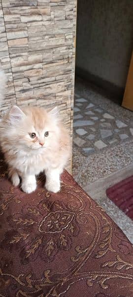 Persian Triple coated grey blue eyes fully active and vaccinated 9