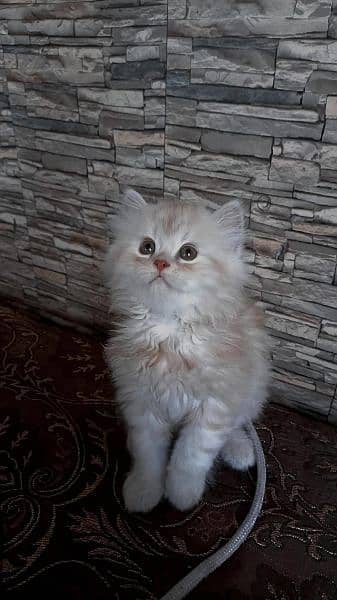 Persian Triple coated grey blue eyes fully active and vaccinated 10
