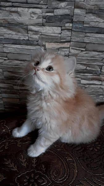 Persian Triple coated grey blue eyes fully active and vaccinated 12