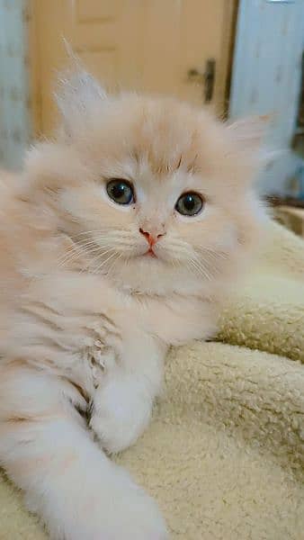 Persian Triple coated grey blue eyes fully active and vaccinated 14