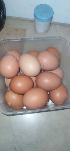 Lohmann brown hen and australorp rooster fertile eggs