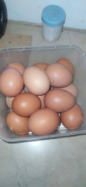 Lohmann brown hen and australorp rooster fertile eggs 0