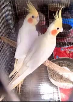 cocktail breeder pair