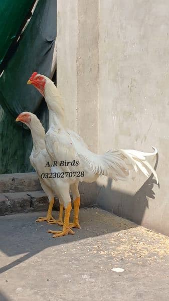 White Shamo Firtile Eggs 5000 /White Shamo Chick 13500 2