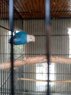 love bird blue opline and euwings and albino