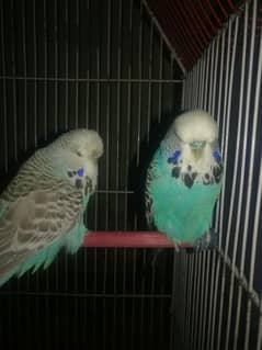 Exhibition breeder pair available for sale