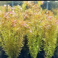 Aquarium Plants