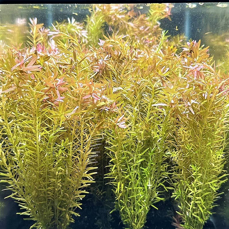 Aquarium Plants 0