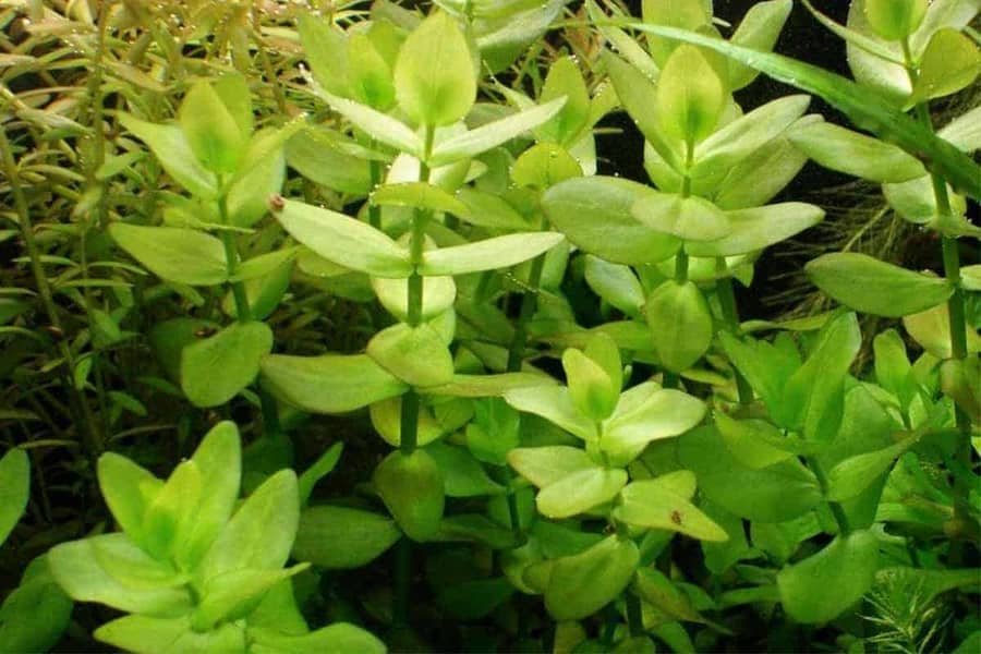 Aquarium Plants 3