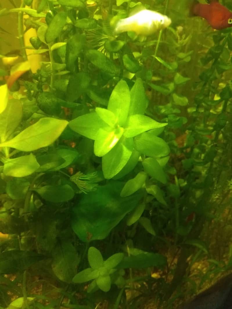 Aquarium Plants 4