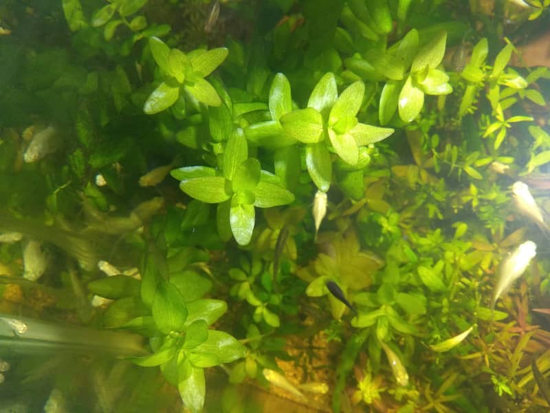 Aquarium Plants 8