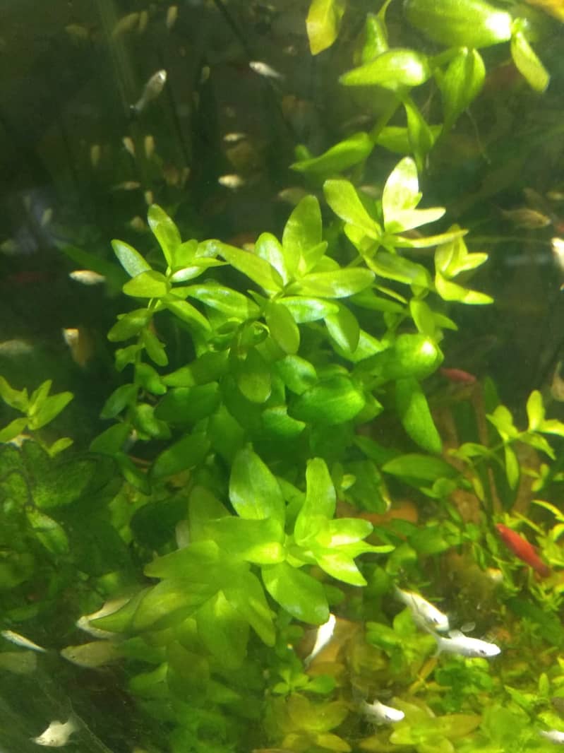 Aquarium Plants 9