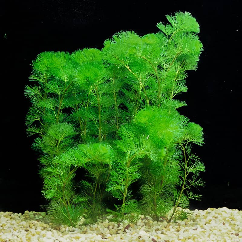 Aquarium Plants 7