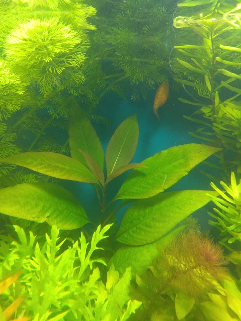 Aquarium Plants 12