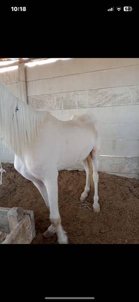 white horse english breed 4