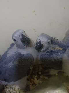 Gray African Chicks in Pakistan, Free classifieds in Pakistan | OLX