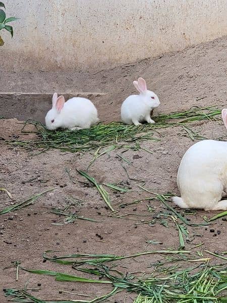 Rabbits, white, neat, and clean 8