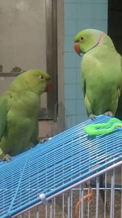 selling Parrot pair With Cage 0