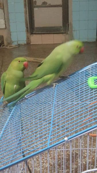 selling Parrot pair With Cage 1