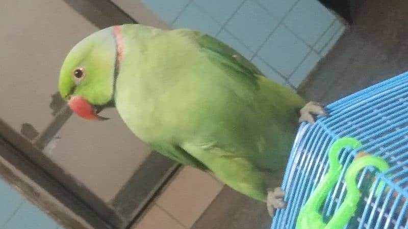 selling Parrot pair With Cage 3