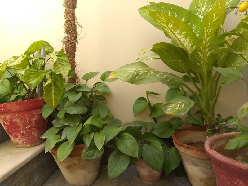 Home Garden pots 4