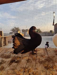 Laky Kabuter pigeon pair