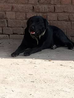 Amrican Labrador mail dog full active
