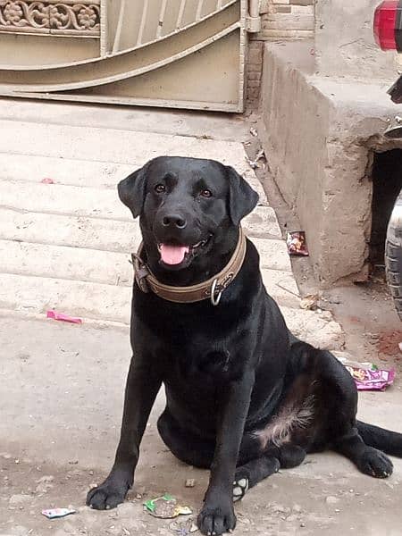 Amrican Labrador mail dog full active 1