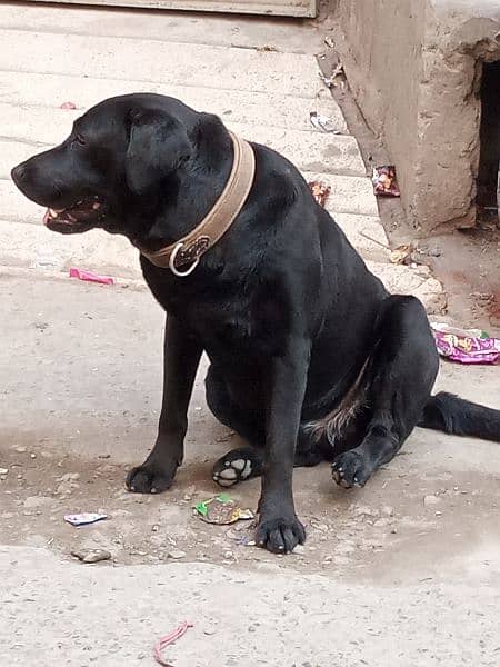 Amrican Labrador mail dog full active 2