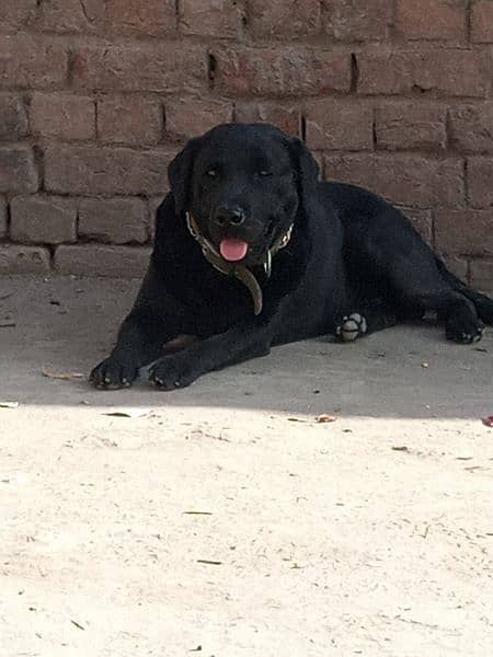 Amrican Labrador mail dog full active 3