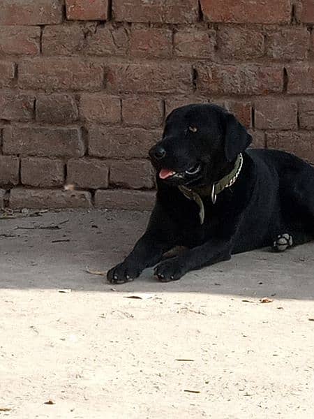 Amrican Labrador mail dog full active 4