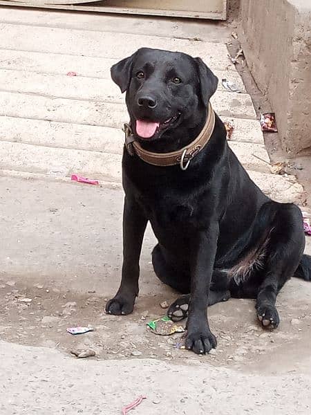 Amrican Labrador mail dog full active 5