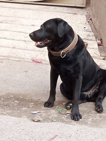 Amrican Labrador mail dog full active 6