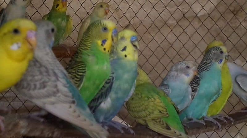 selling my gd and healthy parrots breeding pears 0