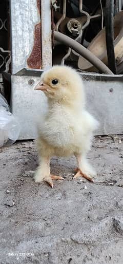 brahma light Sussex chicks 0