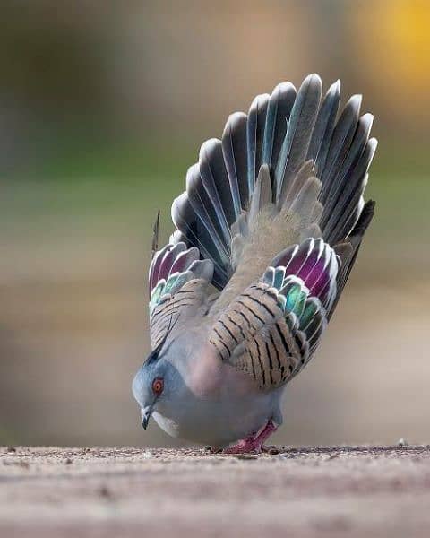 Crested  Dove  Pairs       کرسٹڈ  ڈوو  جوڑے 2